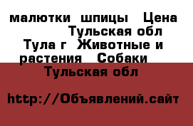 малютки  шпицы › Цена ­ 18 000 - Тульская обл., Тула г. Животные и растения » Собаки   . Тульская обл.